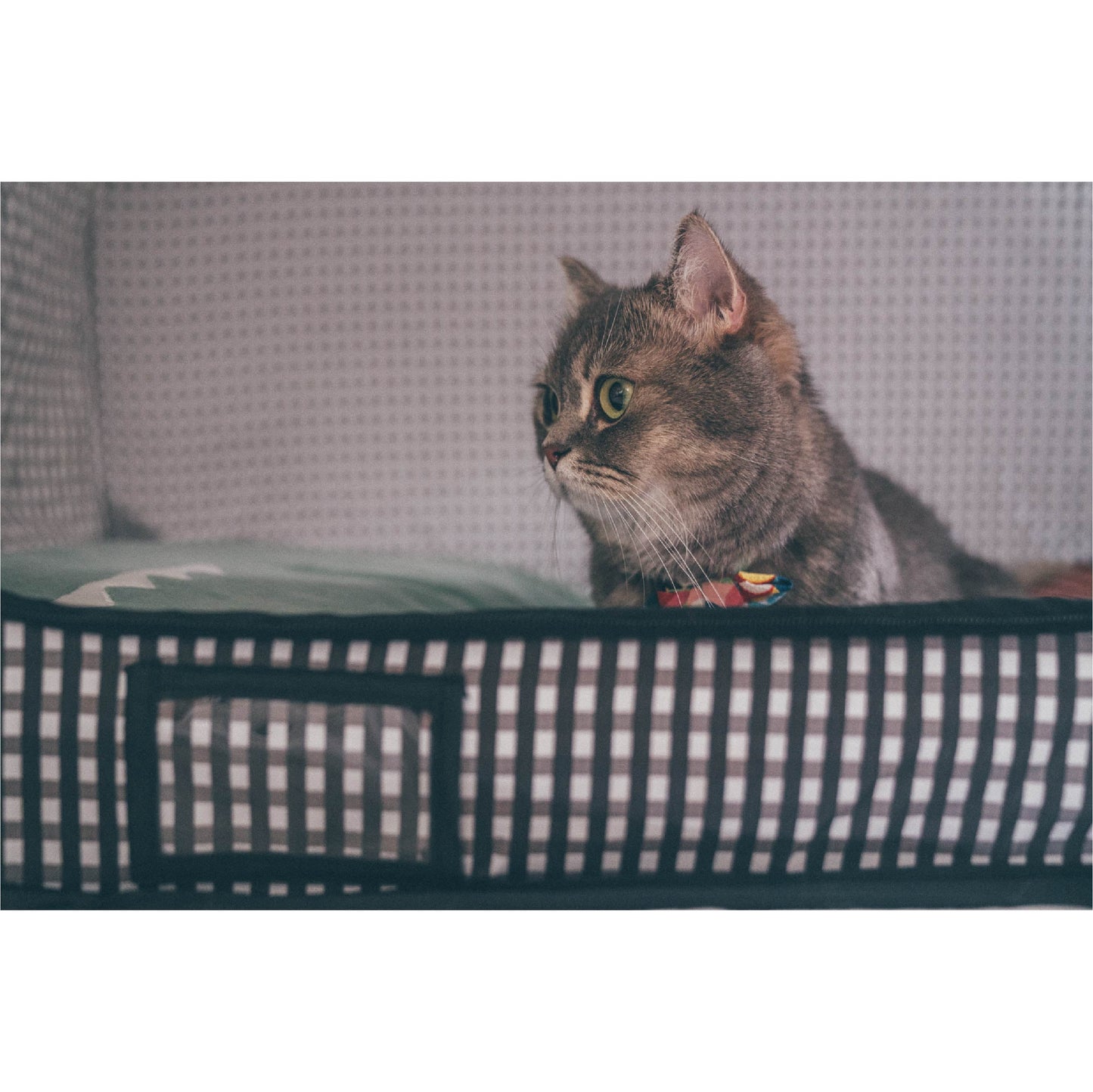 Pop-Up Cat Carrier, Portable & Light-Weight, 31"X20"X20"