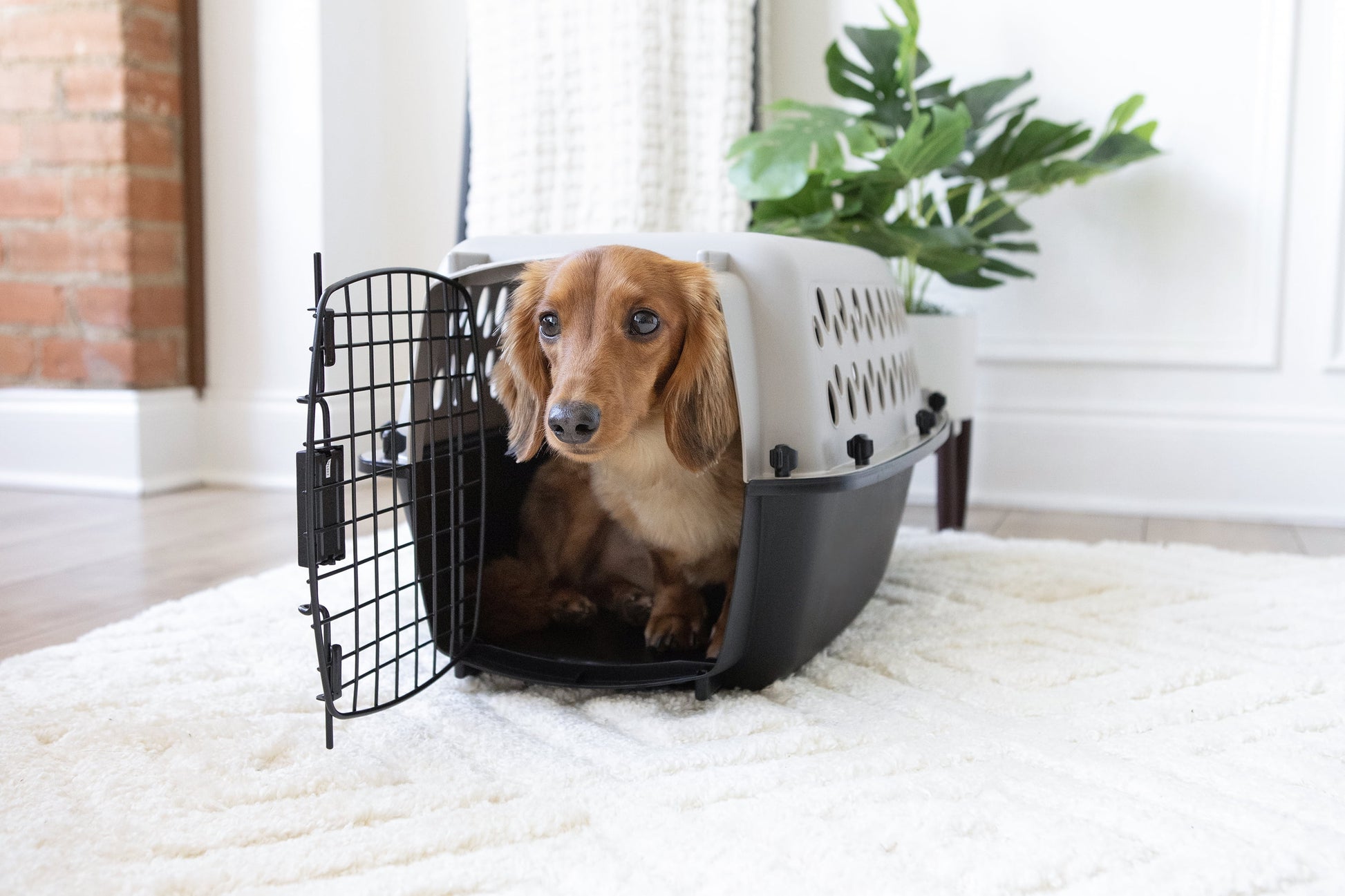 Pet Kennel Small 23" Dog Crate, Plastic Travel Pet Carrier for Pets up to 15 Lb, Grey